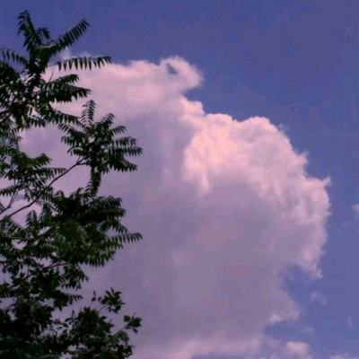 宠物兄弟官方版下载